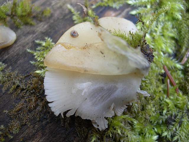 Crepidotus da determinare